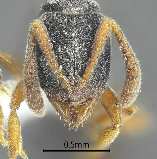 Ponera menglana specimen