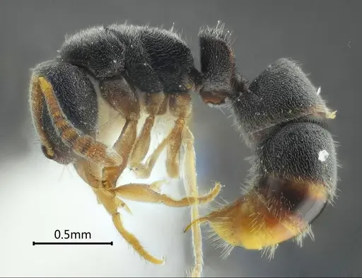 Ponera menglana specimen