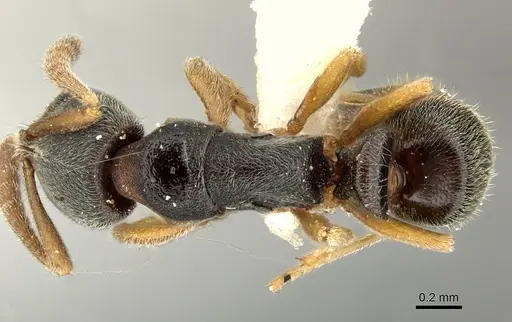 Ponera menglana - CASENT0235336