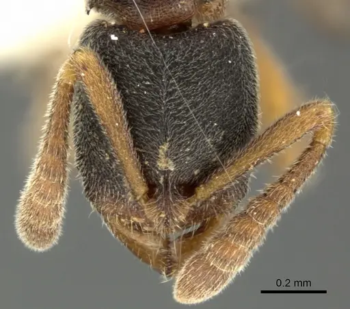 Ponera menglana - CASENT0235336