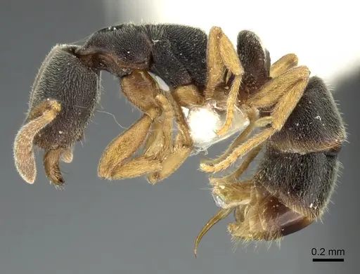 Ponera menglana - CASENT0235336