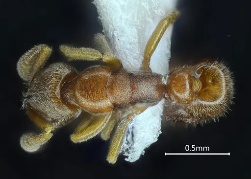 Ponera nangongshana specimen