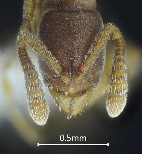 Ponera nangongshana specimen