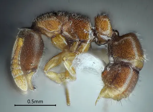 Ponera nangongshana specimen