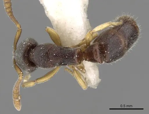 Ponera oreas specimen