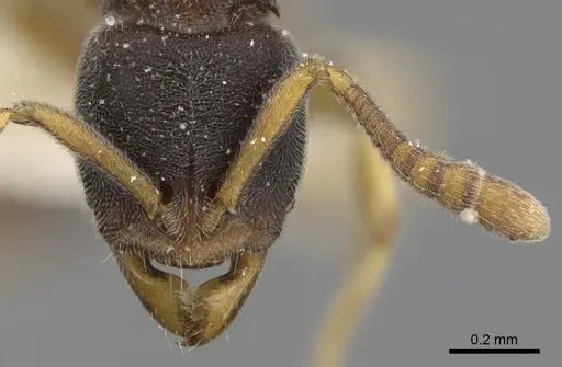 Ponera oreas specimen