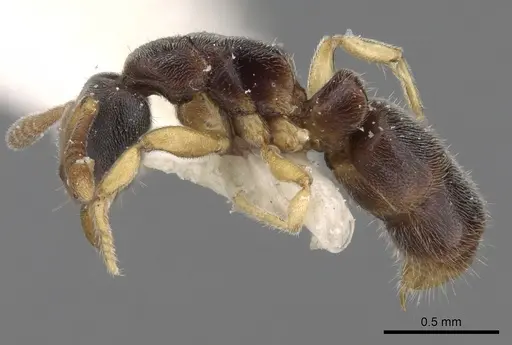 Ponera oreas specimen