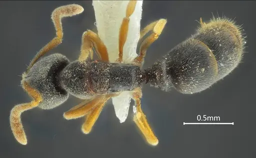 Ponera pentodontos specimen