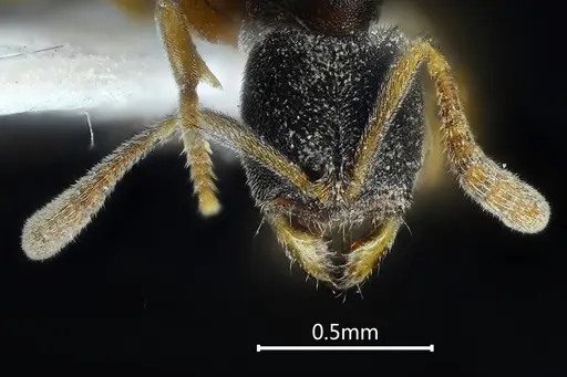 Ponera pentodontos specimen