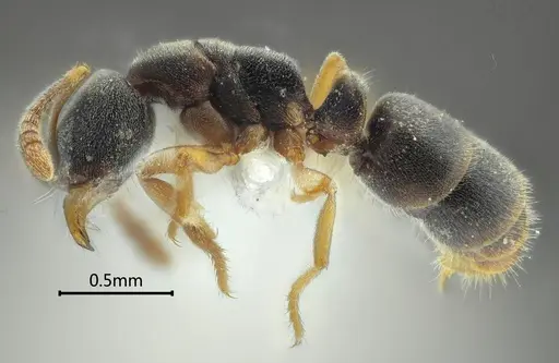 Ponera pentodontos specimen