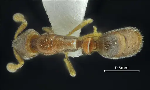 Ponera pianmana specimen