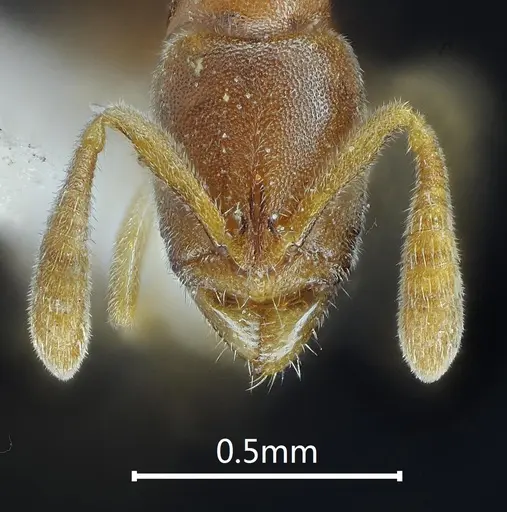 Ponera pianmana specimen