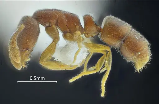 Ponera pianmana specimen