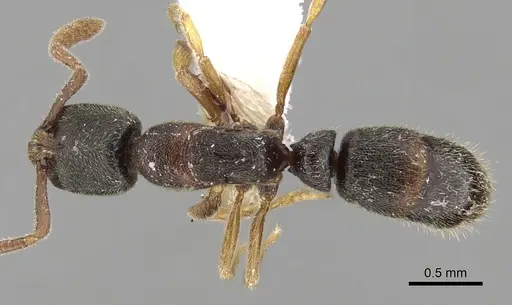 Ponera scabra specimen