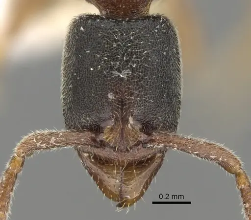 Ponera scabra specimen