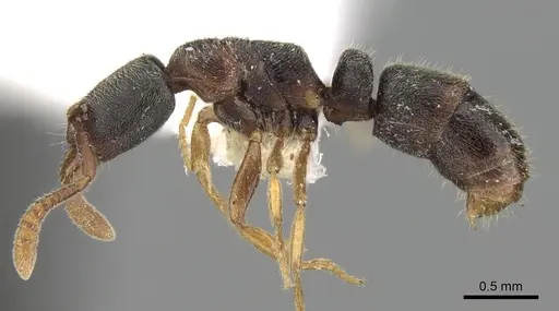 Ponera scabra specimen