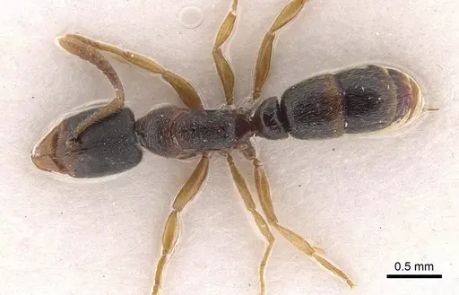 Ponera scabra - CASENT0902535