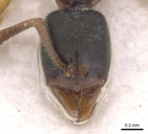 Ponera scabra - CASENT0902535