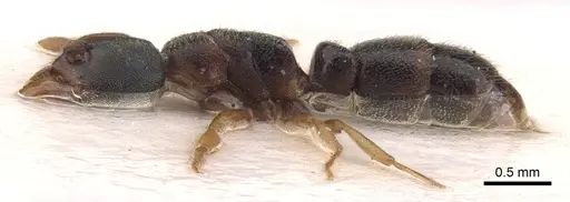 Ponera scabra - CASENT0902535