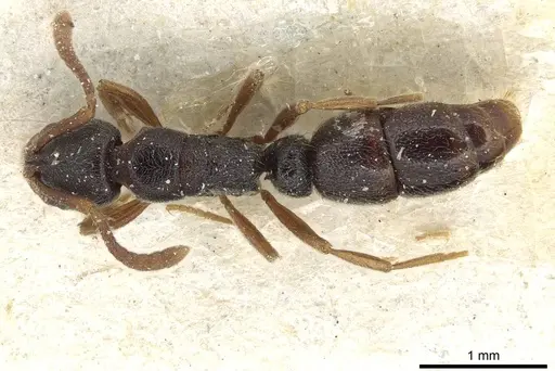 Ponera scabra - CASENT0915299