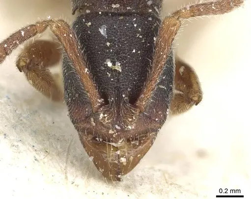 Ponera scabra - CASENT0915299