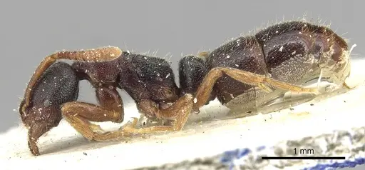 Ponera scabra - CASENT0915299