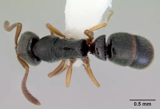 Ponera selenophora specimen