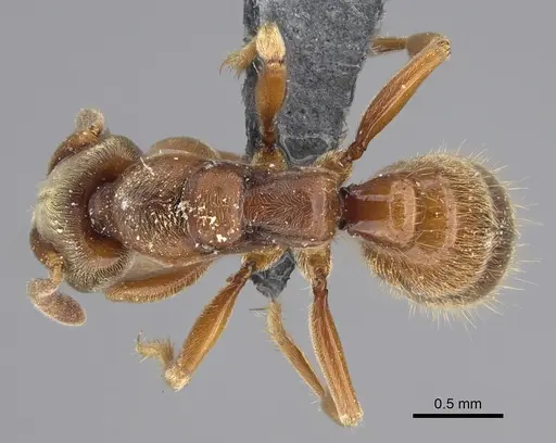 Ponera selenophora - CASENT0387469