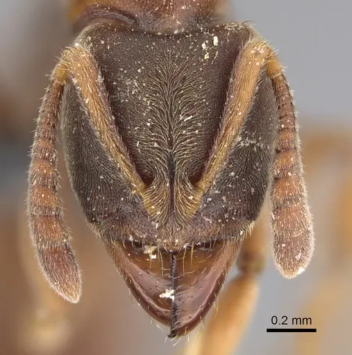 Ponera selenophora - CASENT0387469