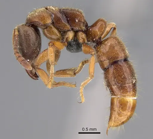 Ponera selenophora - CASENT0387469