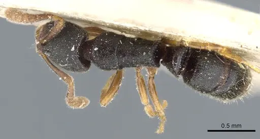 Ponera selenophora - CASENT0903911