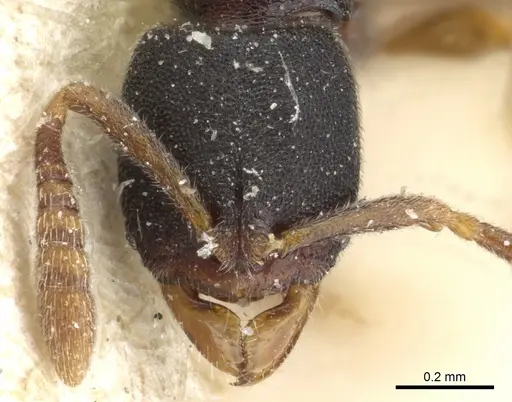 Ponera selenophora - CASENT0903911