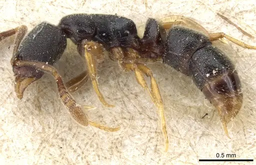 Ponera selenophora - CASENT0903911