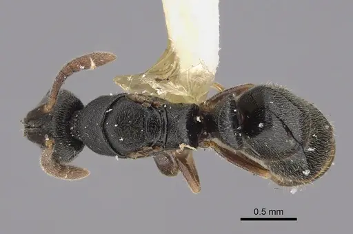 Ponera selenophora - CASENT0923420