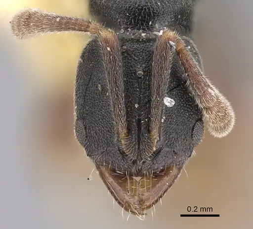 Ponera selenophora - CASENT0923420