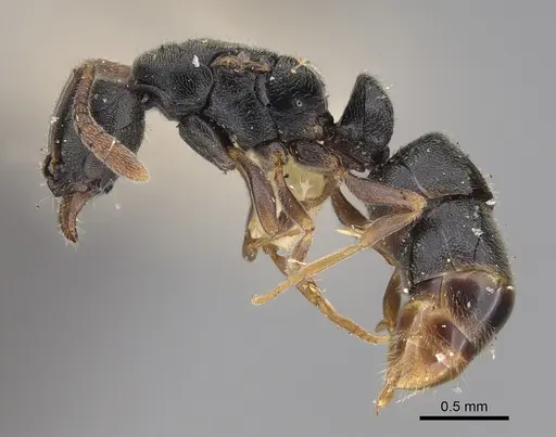 Ponera selenophora - CASENT0923420