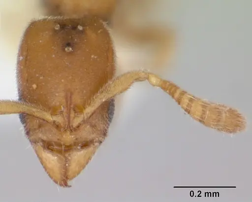 Ponera swezeyi specimen