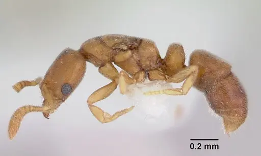 Ponera swezeyi specimen