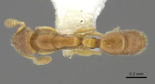 Ponera szaboi specimen