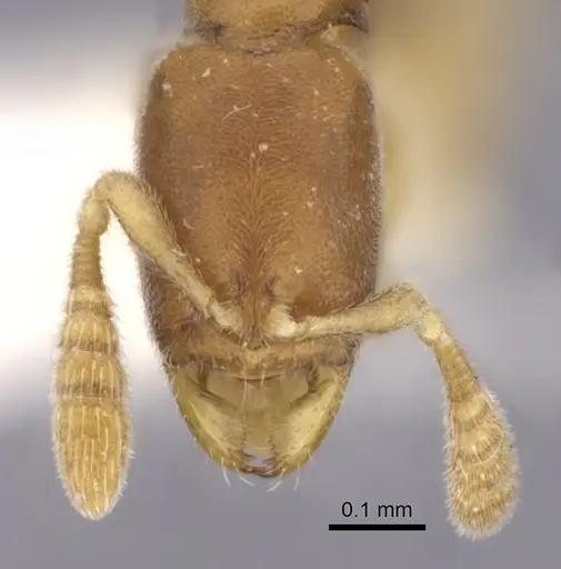 Ponera szaboi specimen