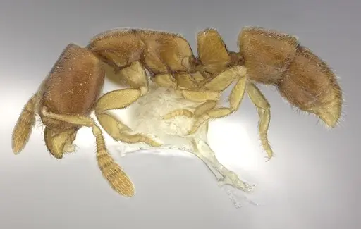 Ponera szaboi specimen