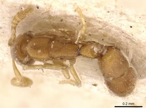 Ponera szaboi - CASENT0907297