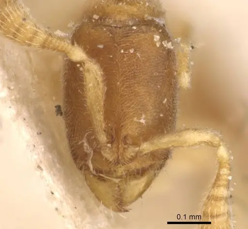 Ponera szaboi - CASENT0907297