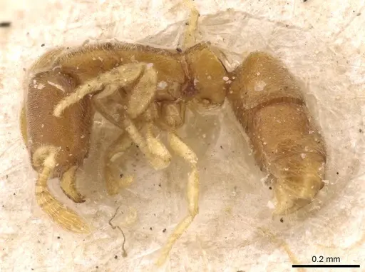 Ponera szaboi - CASENT0907297