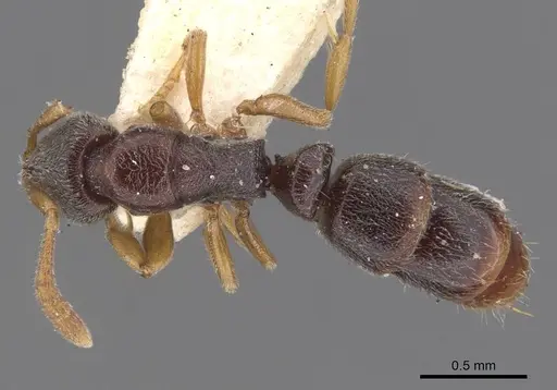 Ponera taipingensis specimen