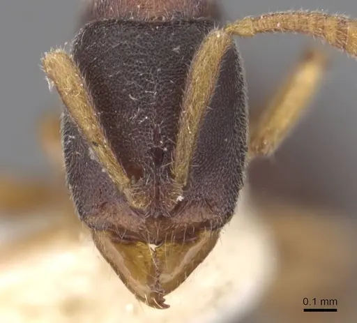 Ponera taipingensis specimen