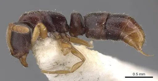 Ponera taipingensis specimen