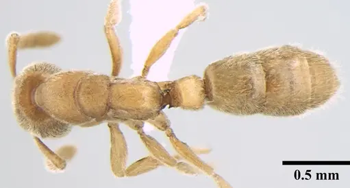 Ponera taylori specimen