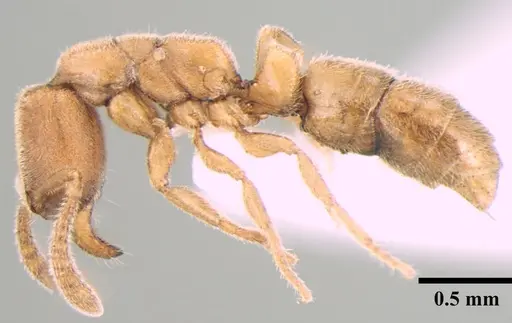 Ponera taylori specimen