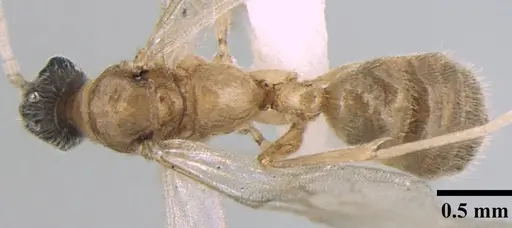 Ponera taylori - ANTWEB1008013